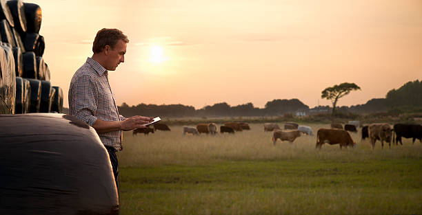 farmer verificar su ganado - silage field hay cultivated land fotografías e imágenes de stock