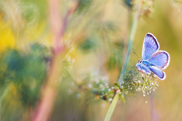 istock Butterfly on meadow 510742405