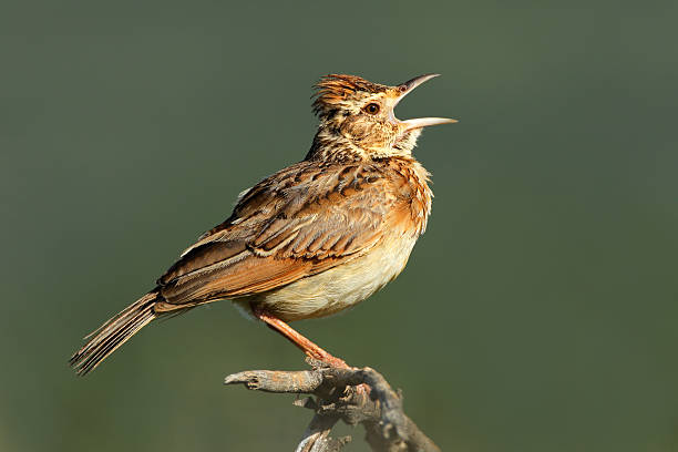 Rufous-naped lark A rufous-naped lark (Mirafra africana) calling, South Africa rufous naped lark mirafra africana stock pictures, royalty-free photos & images