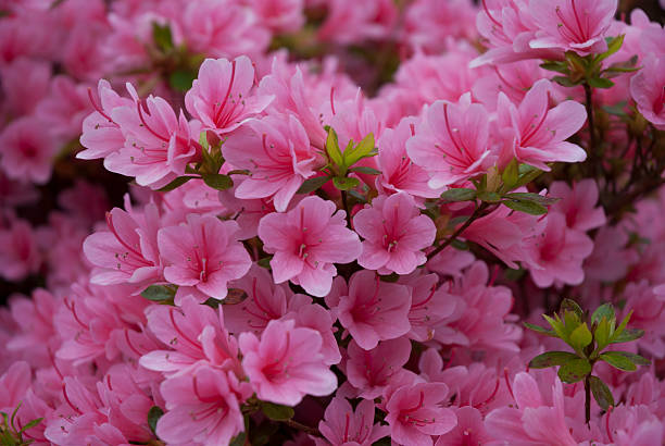 istock Pink Azaleas 510742741