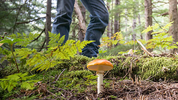 Mushroom hunter walking by a young Amanita muscaria mushroom in the rainforests of Southeast Alaska.