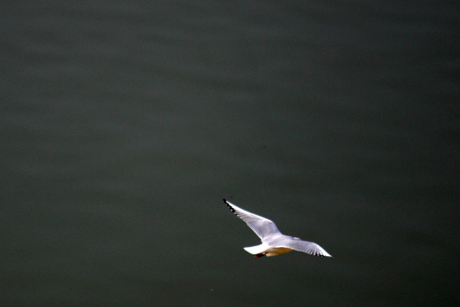 flying over the river