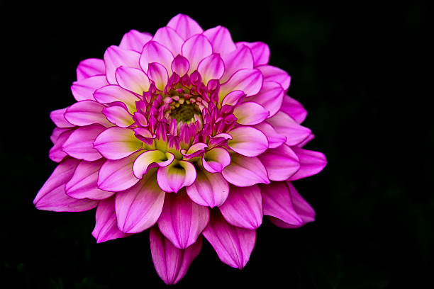 istock pink dahlia flower isolated on black 510743385