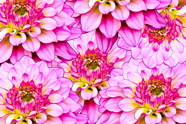 istock Abstract background of flowers 510743389