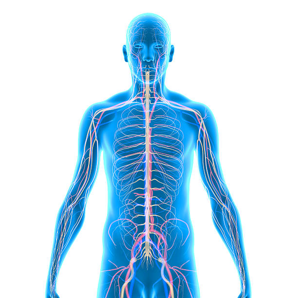 istock Human Anatomy 510743695