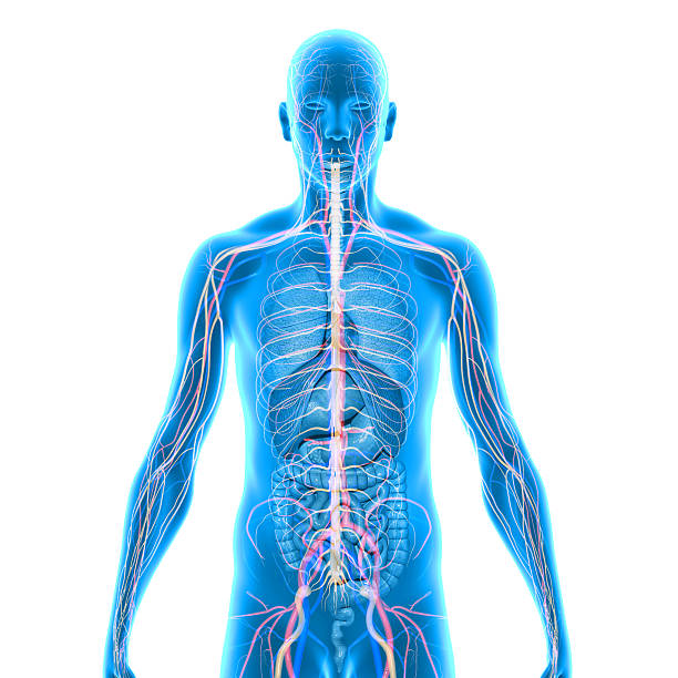 istock Human Anatomy 510743769