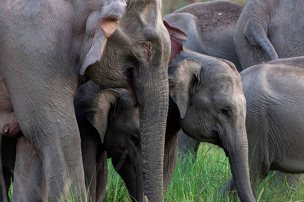 istock Elephants Herd in Grassland 510744595