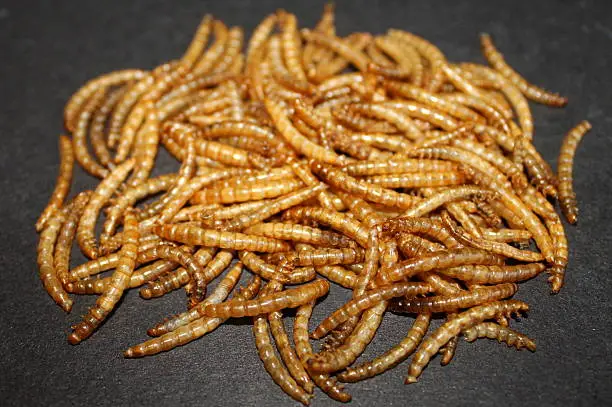 Photo of Close up of Pile of mealworms on black background