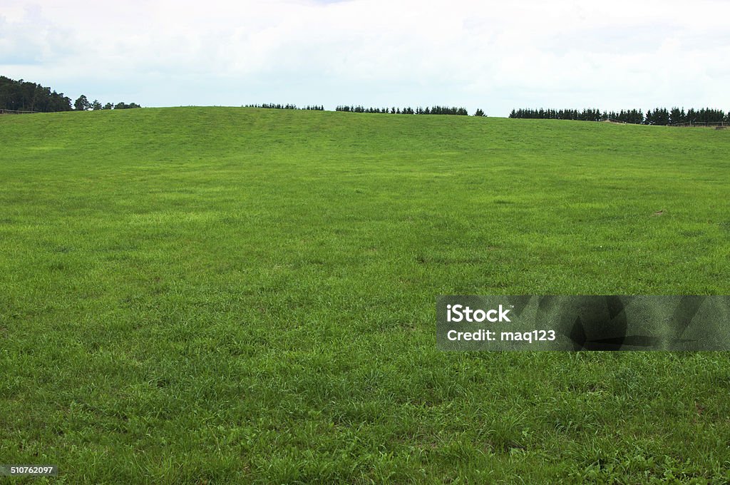 Green grass background Grass Stock Photo