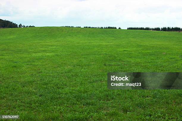 Green Grass Background Stock Photo - Download Image Now - Grass, Agricultural Field, Green Color