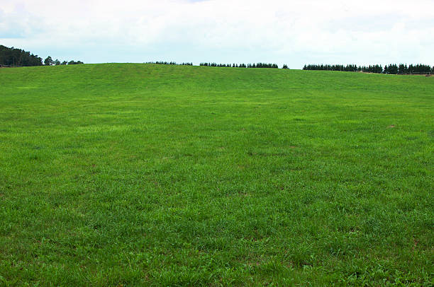 зеленая трава фон - grass area стоковые фото и изображения