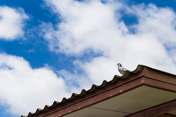 istock Pigeon on rooftop with cloudy sky 510762171