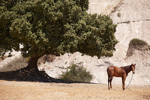 Landscape with horse and tree in Crete. Greece. Horizontal