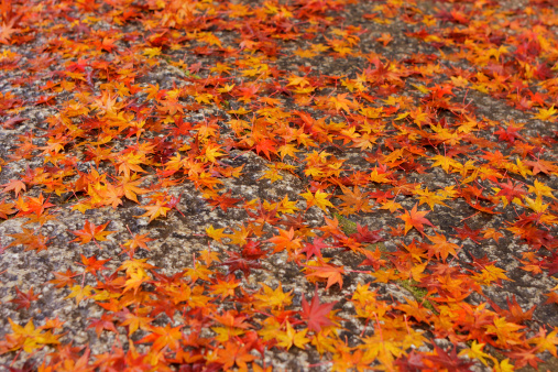 Colorful Autumn leaves wet and fallen but incredibly beautiful symbols of the Fall season.