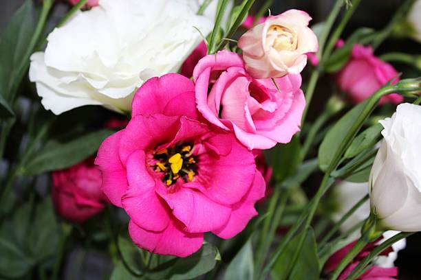 istock Pink and white innocent flowers 510763513