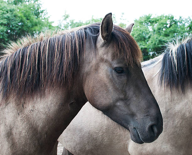 istock Tarpan horses 510763671