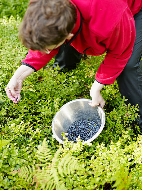 istock Woman pick up blueberries 510763865