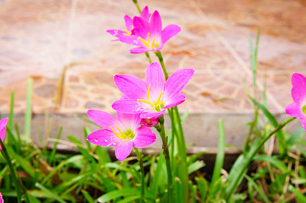 Pink lily rain lily flower Pink zephyranthes lily flower rain lily flower nymphaea candida stock pictures, royalty-free photos & images