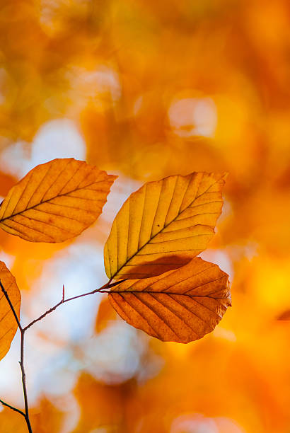 istock Autumn Leaves 510764069