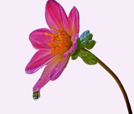 Single Dahlia with a morning dew drop on a light pink background