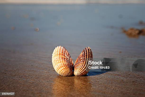Beach Shell Open Single Open Seashell On Sandy Beach Stock Photo - Download Image Now ...
