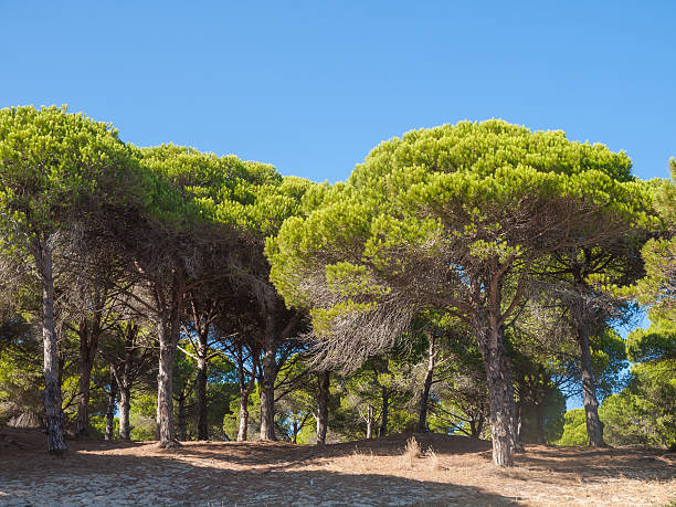 stones pines Forest of stone pines near the Beach of Bolonia, Tarifa, Spain, costa de la luz pinus pinea photos stock pictures, royalty-free photos & images