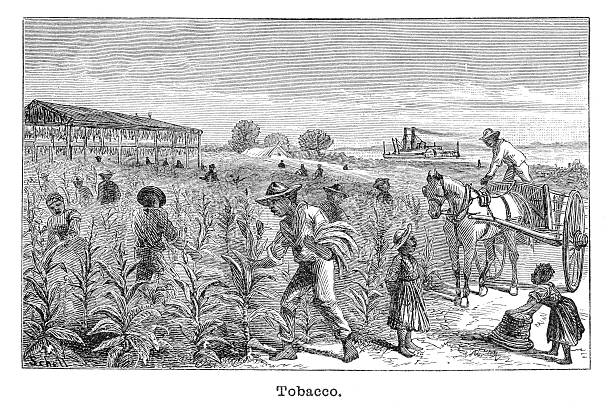 Tobacco plantation engraving illustration Tobacco plantation engraving illustration american slavery stock illustrations