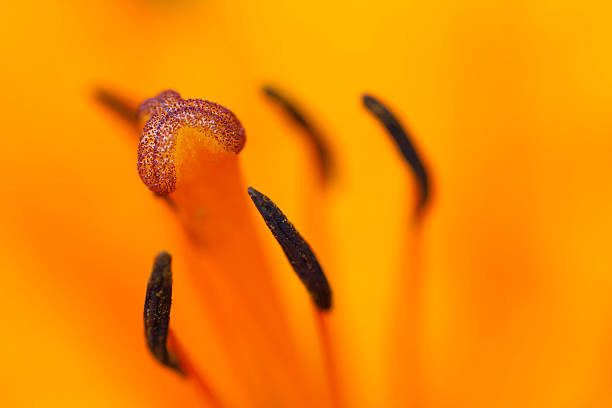 istock bloom of lily 510766771