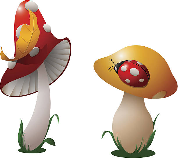 Two mushrooms. vector art illustration