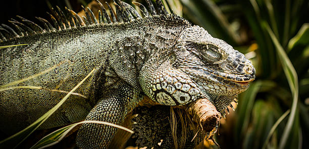 istock Leguana sleeping on branch close up 510767555