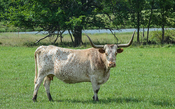 istock Texas Longhorn In Green Pasture 510768113