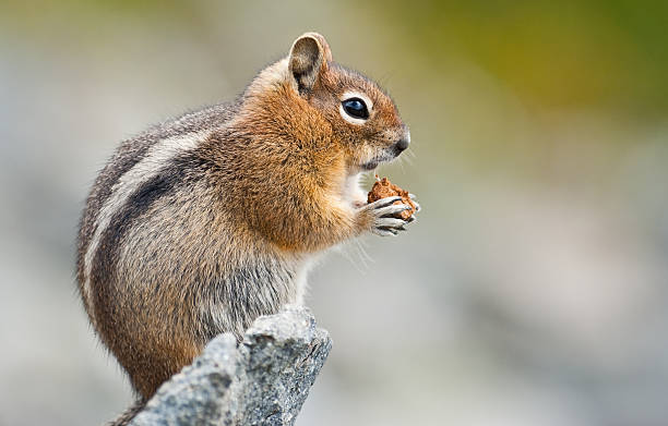 istock Golden Mantled Ground Squirrel Sitting on a Rock Eating 510768157