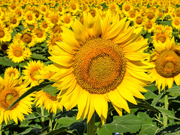 istock Single Focus Sunflower Against Blurred Field 510768329