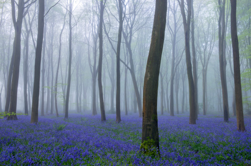 Bluebells and mist in beech woodland in England, UK