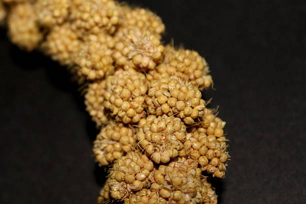 istock Single Millet piece on black background Macro photo 510768855