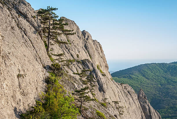 rock cultivarse con pines de crimea - planted pines fotografías e imágenes de stock