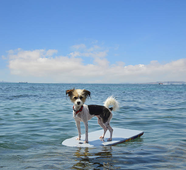 istock Dog Water sport Riding Boogie Board 510769835