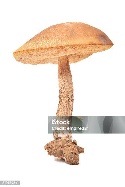 Leccinum Scabrum Stock Photo - Download Image Now - Birch Tree, Cut Out, Edible Mushroom