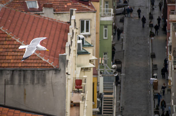istock Bird's Eye View of Istanbul 510774978