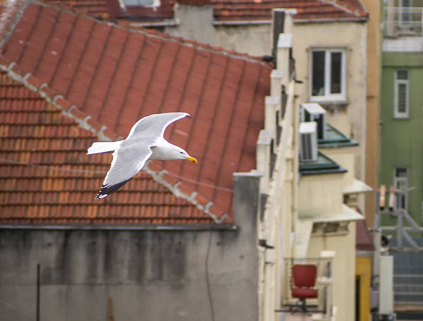 istock Bird's Eye View of Istanbul 510775188