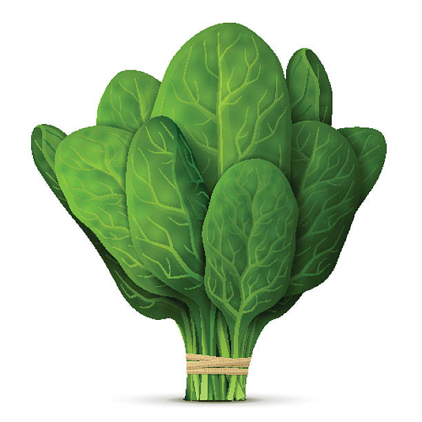Bunch of fresh spinach close up vector art illustration