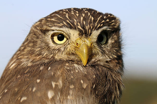 istock ferruginous pygmy owl 510776548
