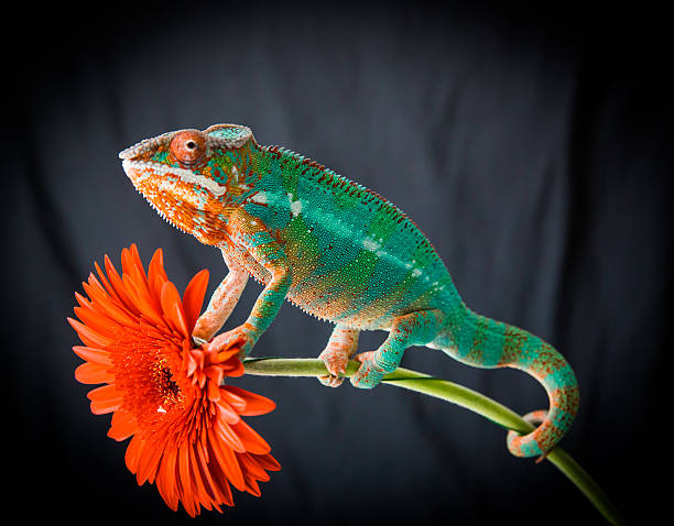 istock Panther Chameleon sits on a flower 510778514