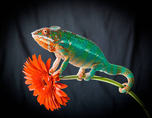 istock Panther Chameleon sits on a flower 510778716