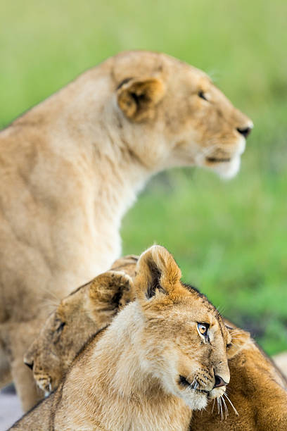 istock Lioness and cubs 510778814