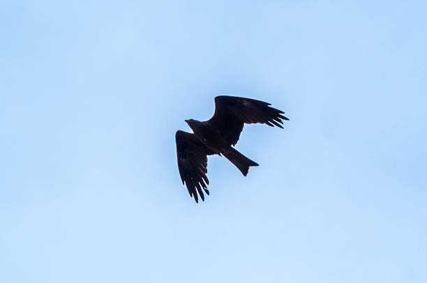 istock Bird of Prey 510779346