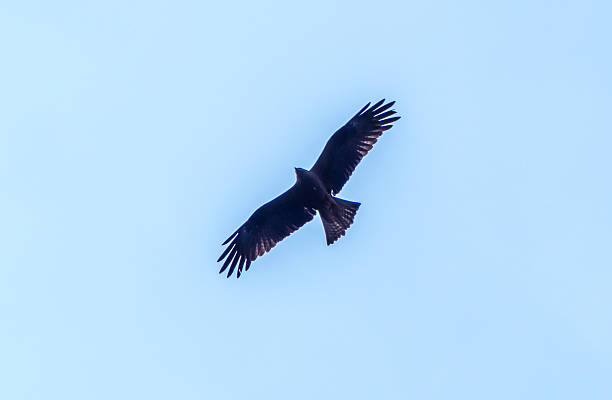 istock Bird of Prey 510779514