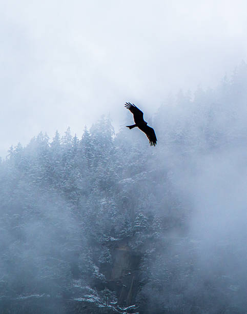 istock Bird of Prey 510779654