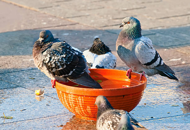 istock Pigeons bathing in a bowl 510781170