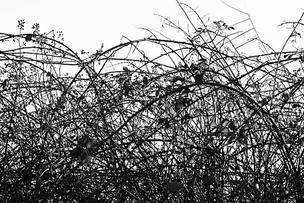 Impenetrable bramble hedge in black and white.